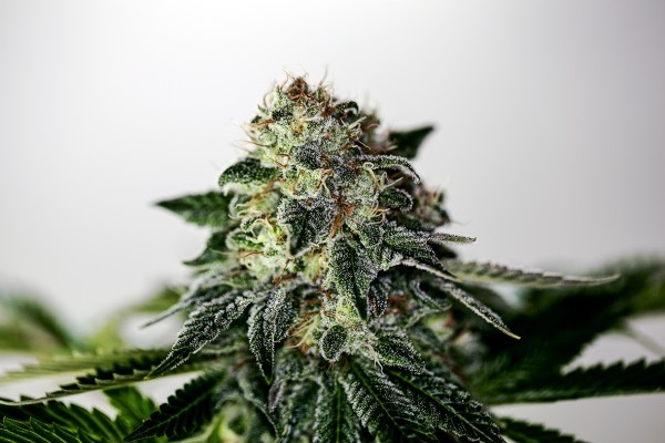 mystic-cookie-express-auto-positronics