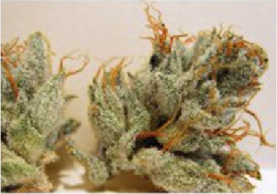 napalm-biohazard-seeds