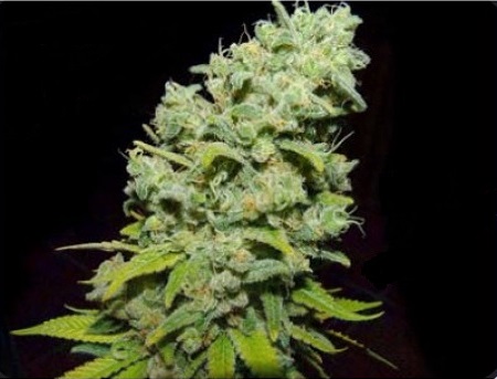 psicotropic-biohazard-seeds
