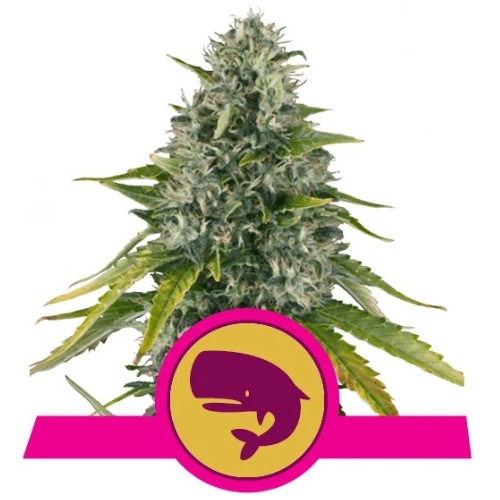 royal-moby-royal-queen-seeds