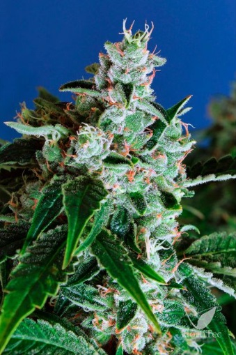 sir-jack-auto-exotic-seed