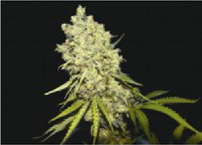 somanta-biohazard-seeds
