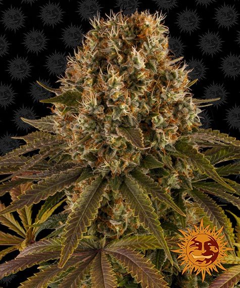 strawberry-lemonade-barneys-farm