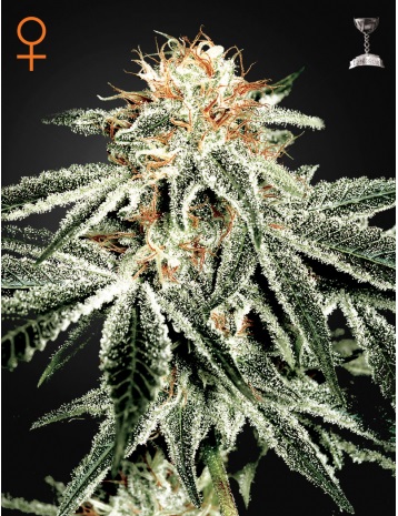 white-widow-green-house-seeds
