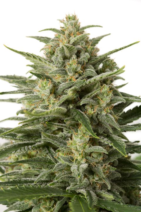 white-widow-xxl-auto-dinafem