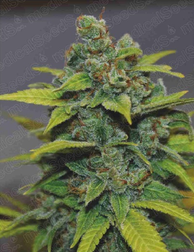 banana-zkittlez-medical-seeds