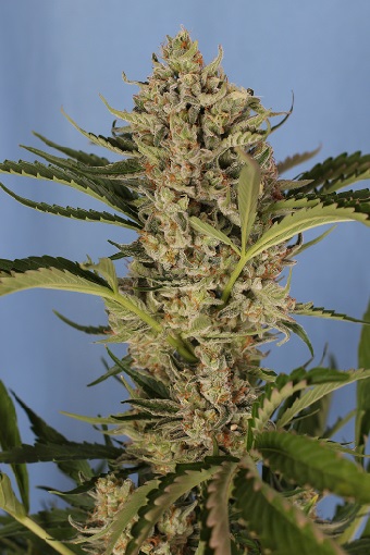 herz-og-auto-exotic-seed