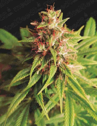 red-cross-cbd-medical-seeds