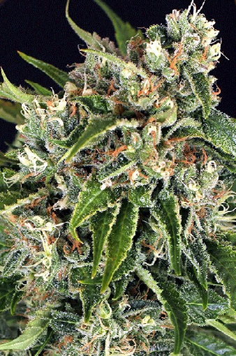 sir-jack-cbd-auto-exotic-seed