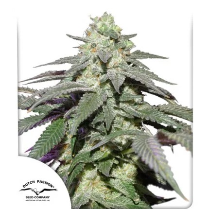 auto-skywalker-haze-dutch-passion