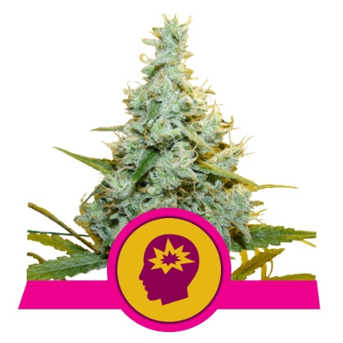 amnesia-mac-ganja-royal-queen-seeds