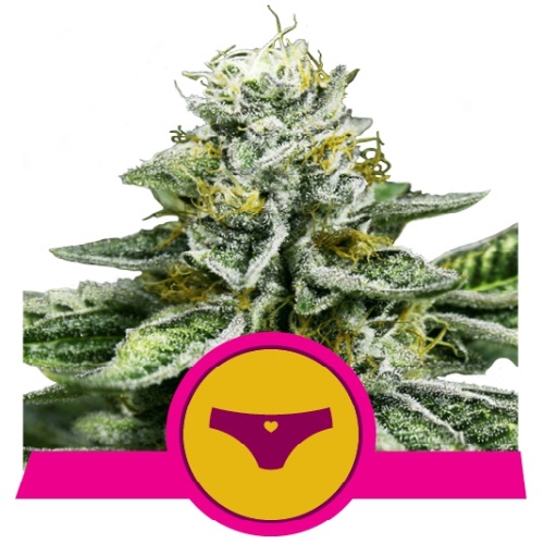 sherbet-queen-royal-queen-seeds
