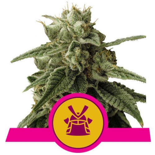 shogun-royal-queen-seeds