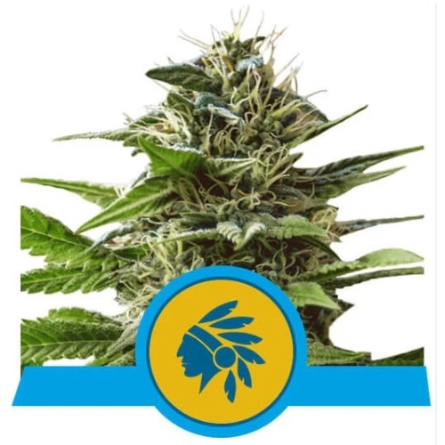 tatanka-pure-cbd-royal-queen-seeds