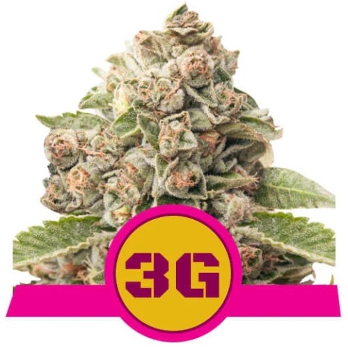 triple-g-royal-queen-seeds