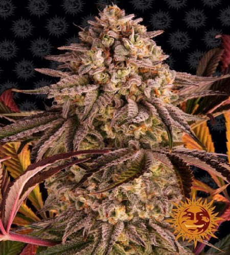 blue-sunset-sherbert-barneys-farm