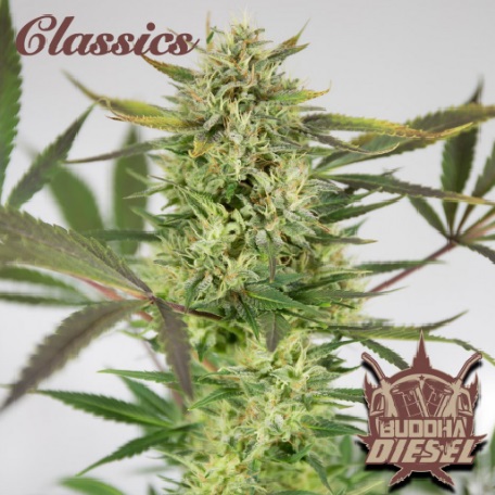 diesel-buddha-seeds